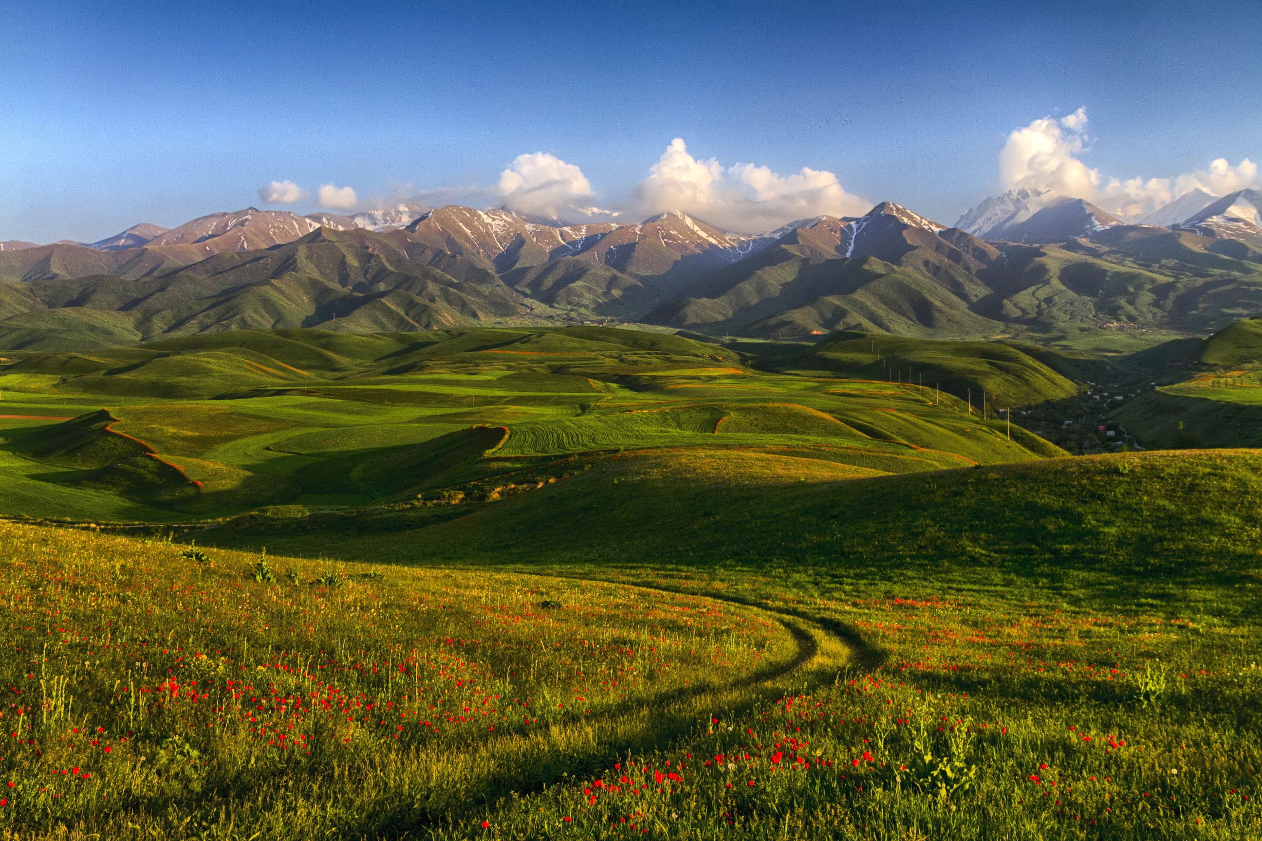 Scenery Mountains Fields Poppies Kyrgyzstan Tian Shan Nature