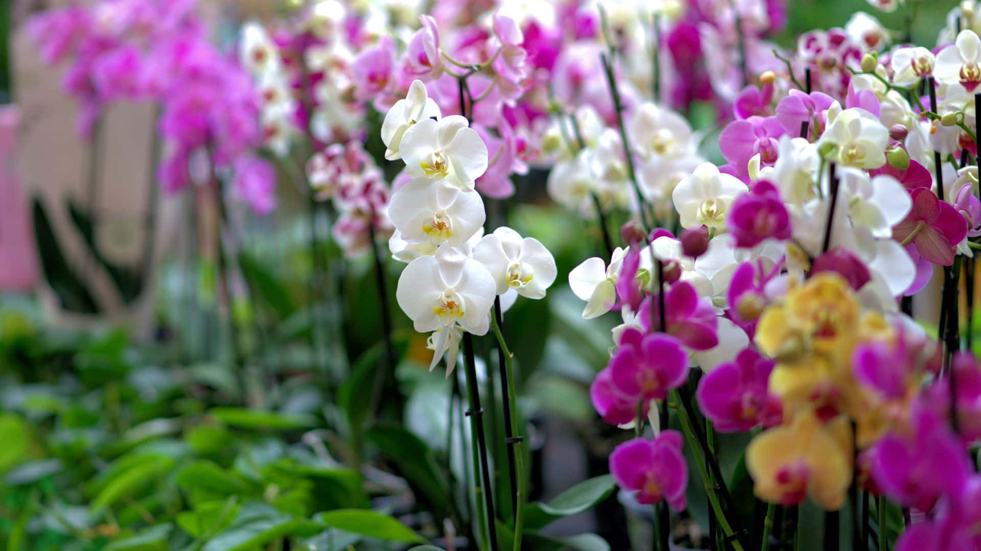 Beautiful Orchids Wallpaper