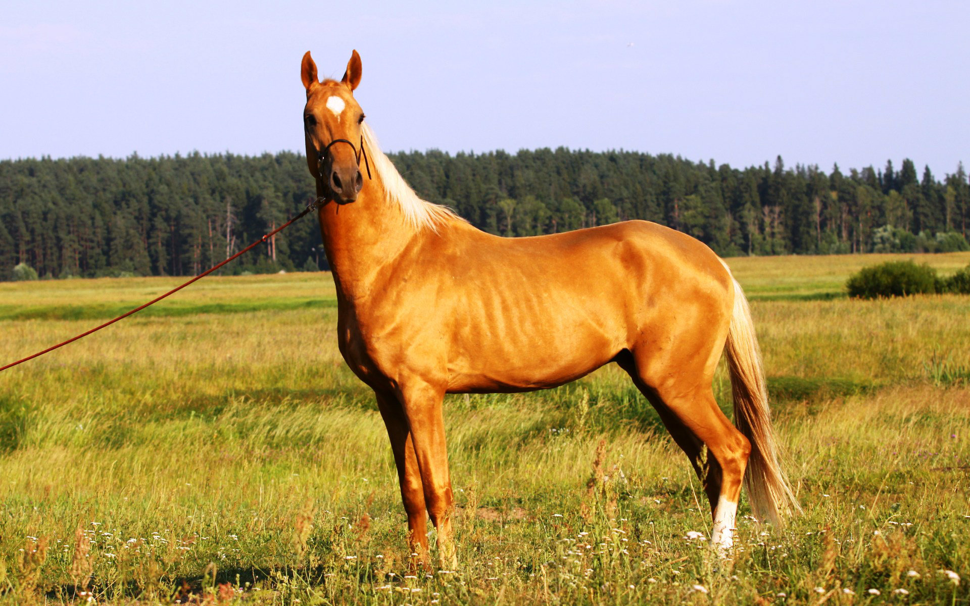 Most Beautiful Horse HD Wallpaper Pictures Amp Image