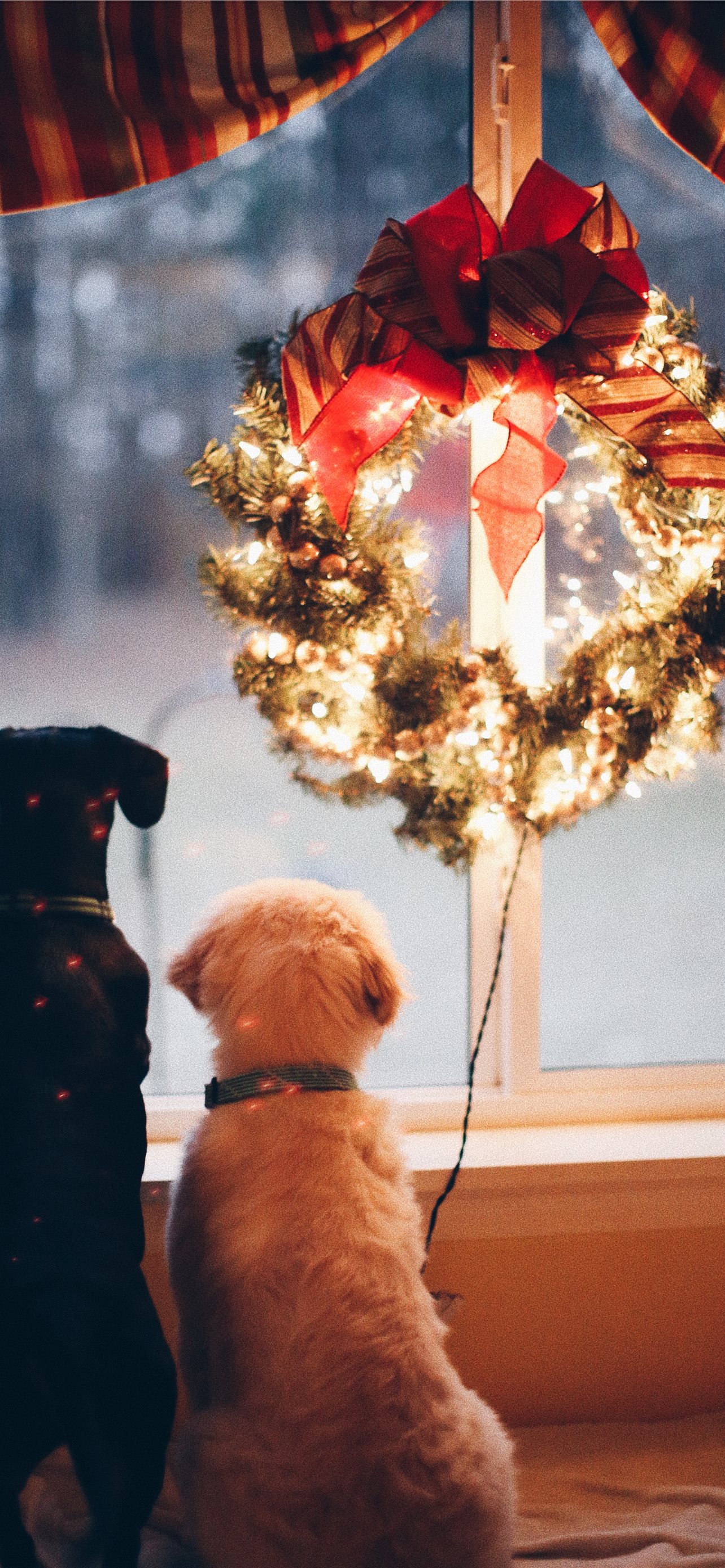 Dog iPhone Background Wallpaper