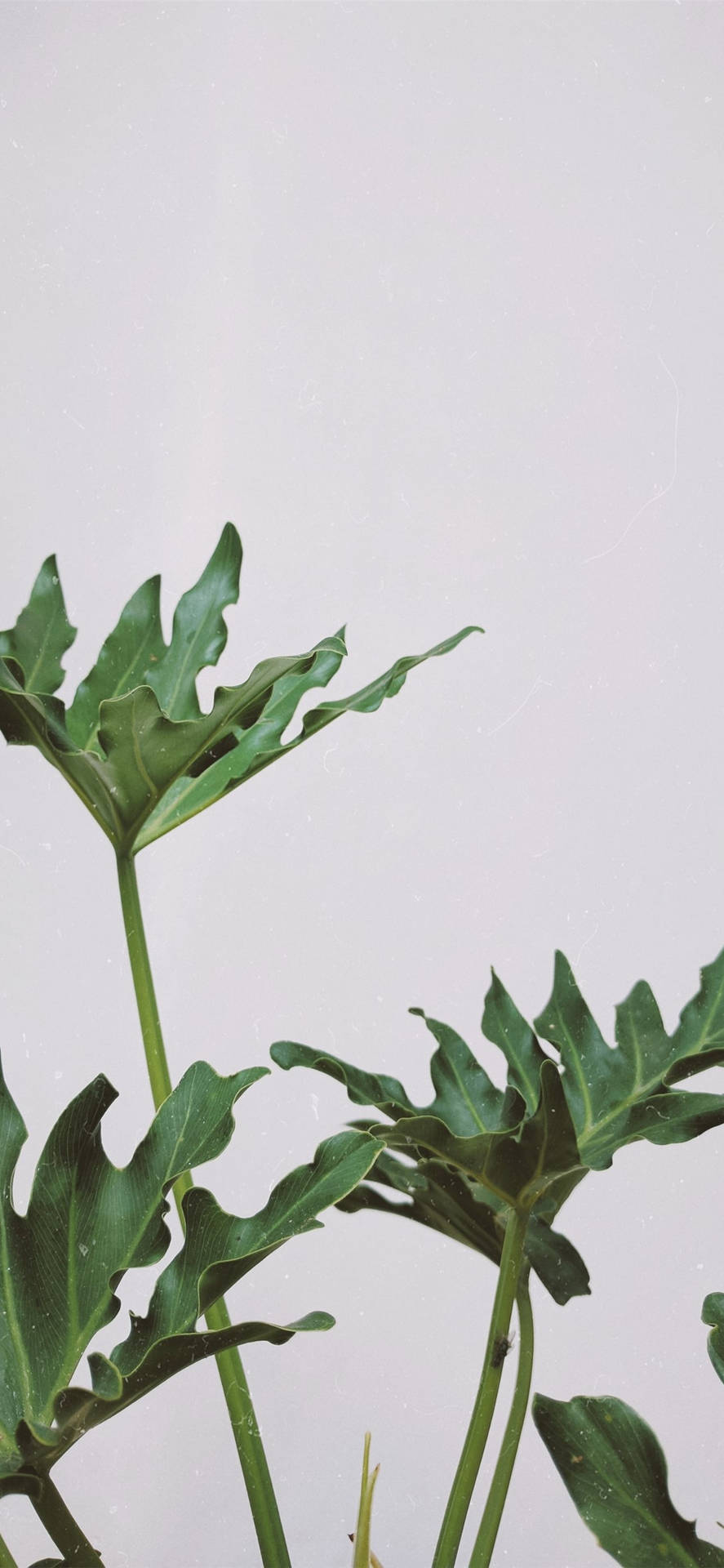 Plant iPhone Wallpaper