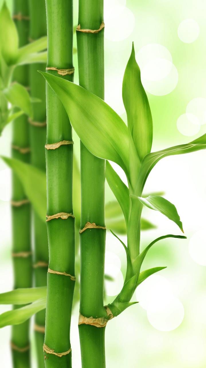 Bamboo wallpaper by QueenCleopatra   e4   on ZEDGE Green 719x1280