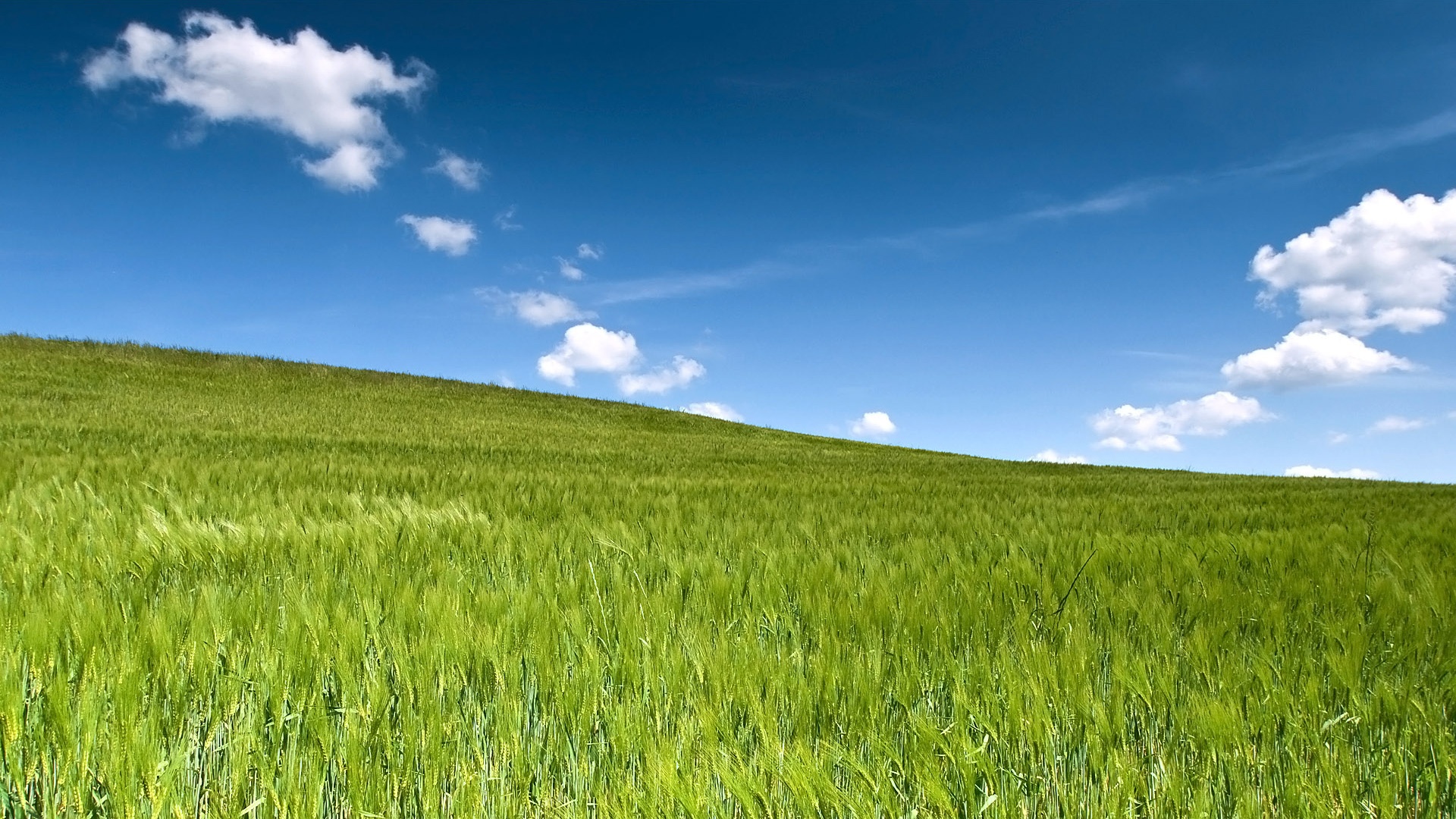Green Wheat Field Wallpaper