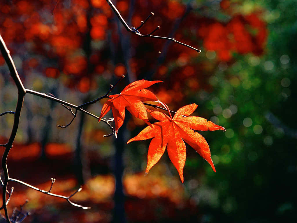 X Autumn Wallpaper