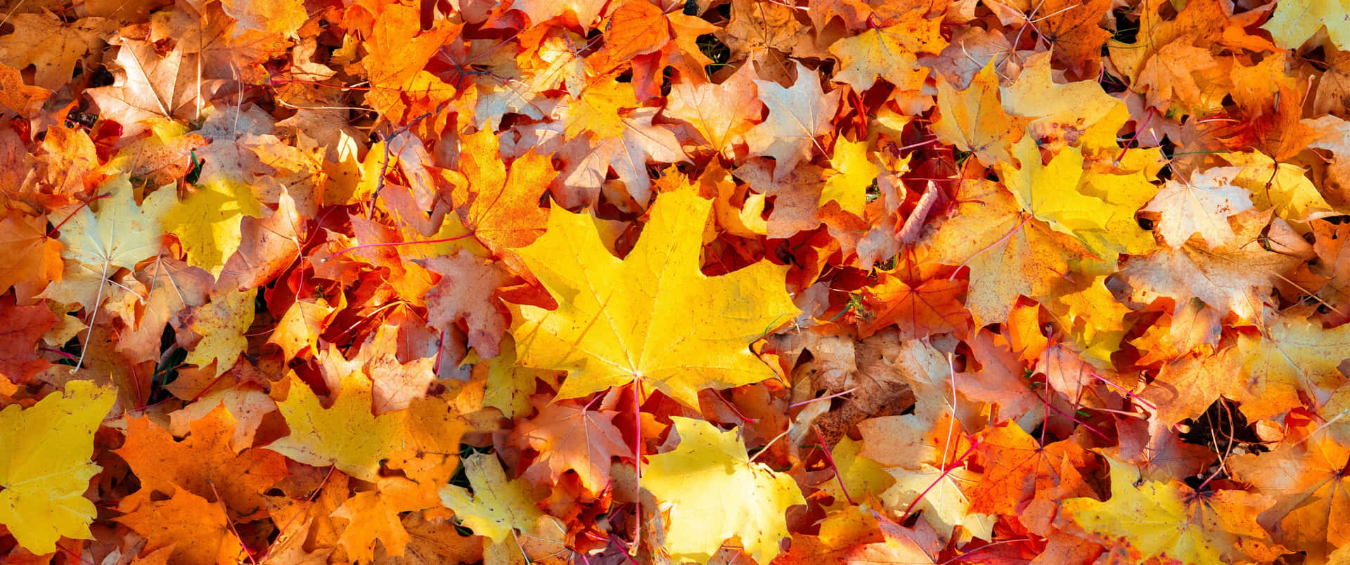 The Stunning Autumn Foliage Of Fall Wallpaper