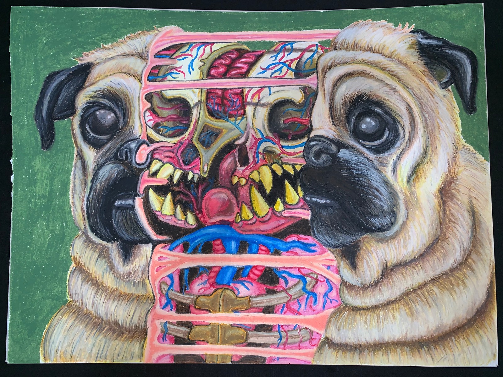 Study Of Nychos Dissection A Pug