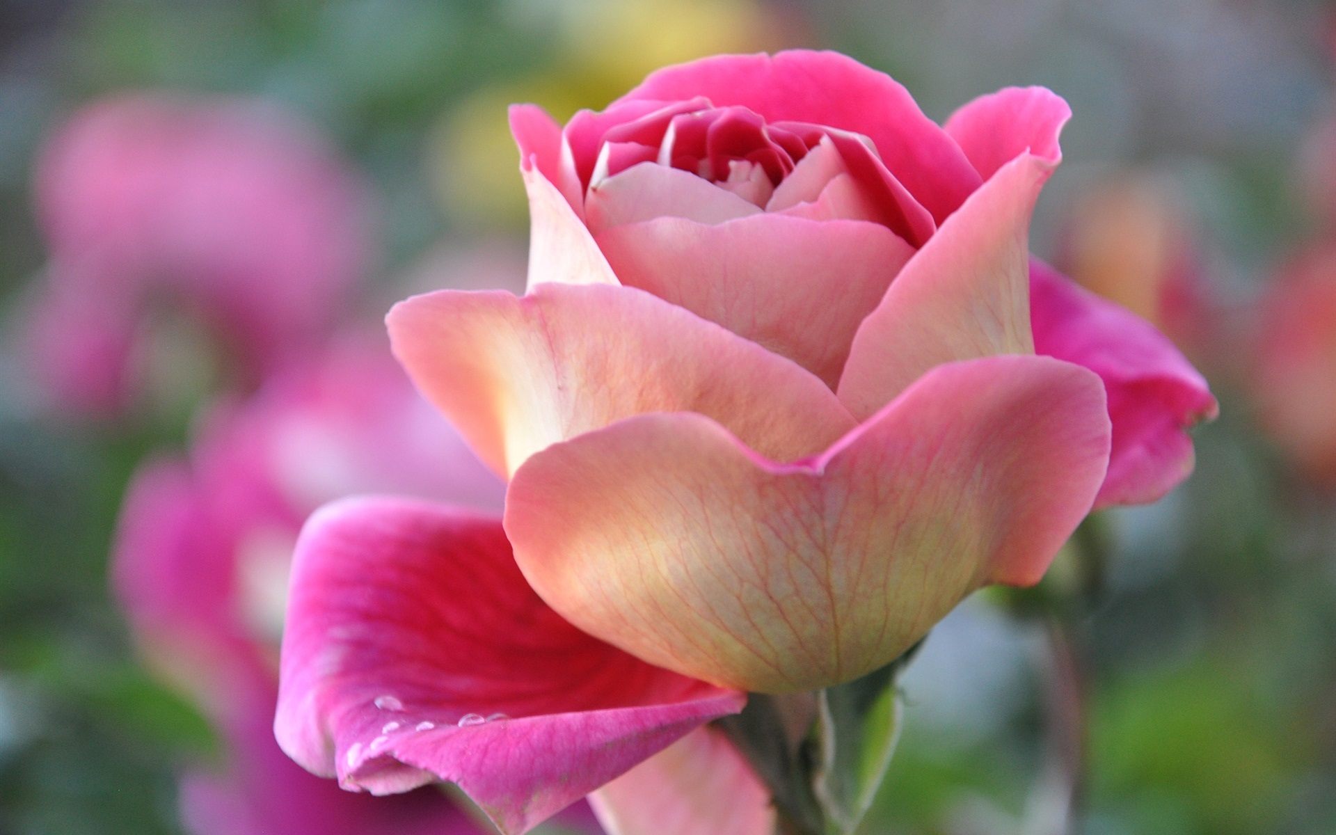 Close-up of a vibrant pink rose with hints of yellow, showcasing delicate petals and water droplets