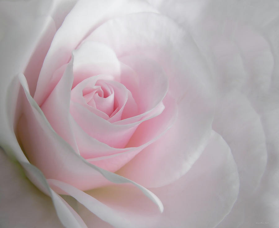  Light Pink Rose Flower Photograph Heavens Light Pink Rose