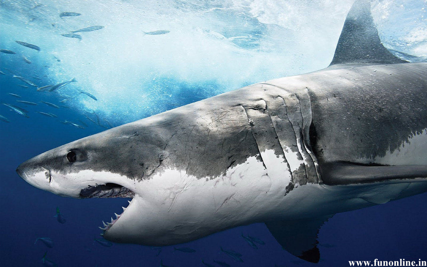 Pin Shark Wallpaper Deadly White Sharks HD On