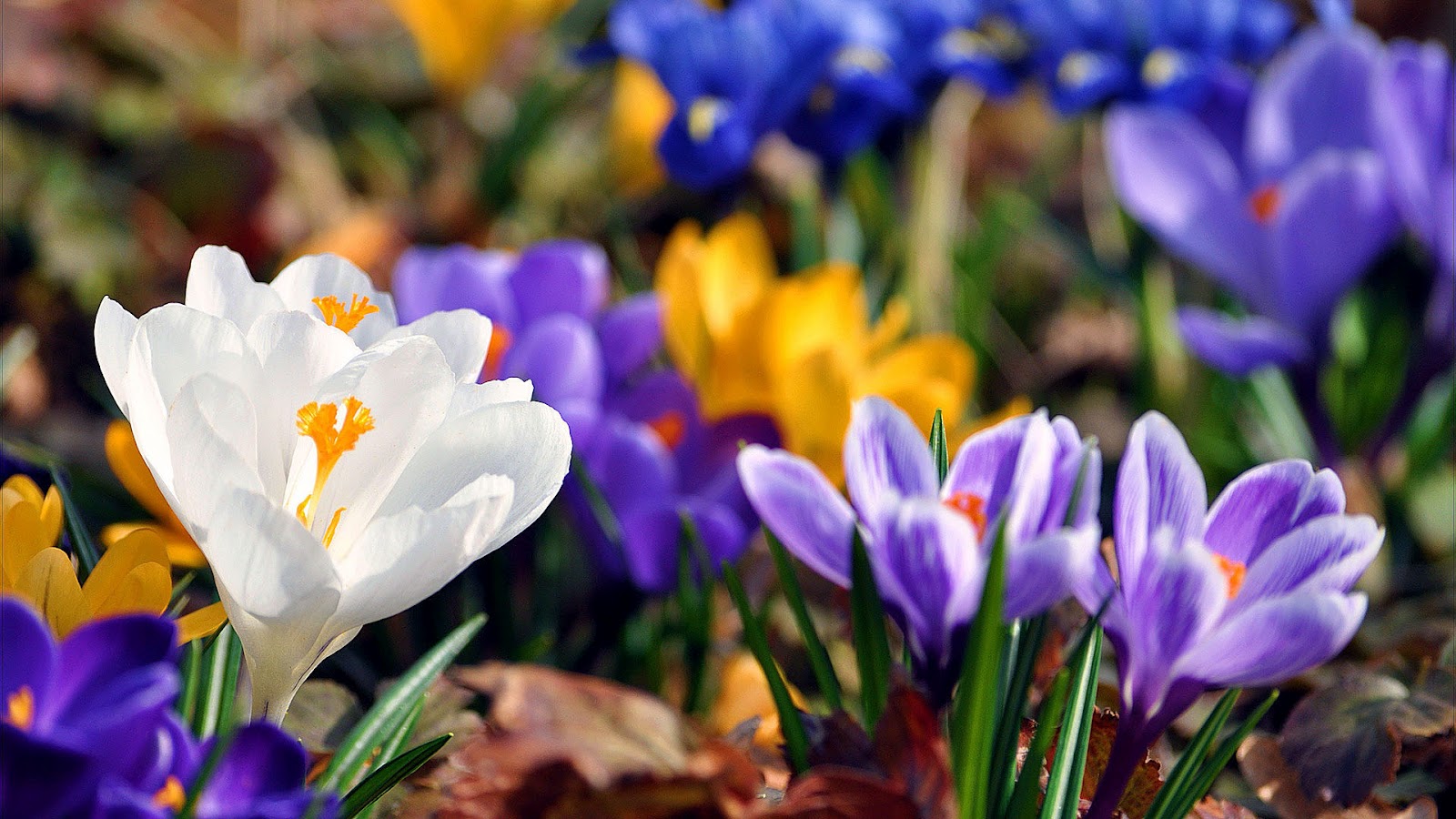 Best top desktop spring wallpapers hd spring wallpaper backg