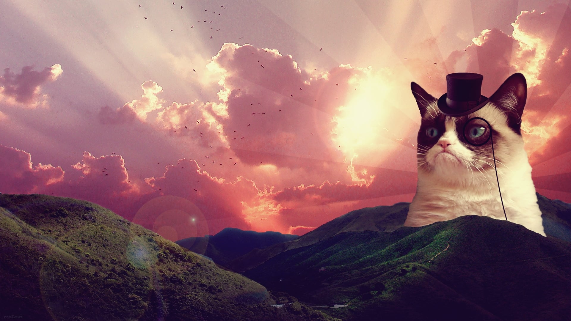 Grumpy Cat Desktop Wallpaper