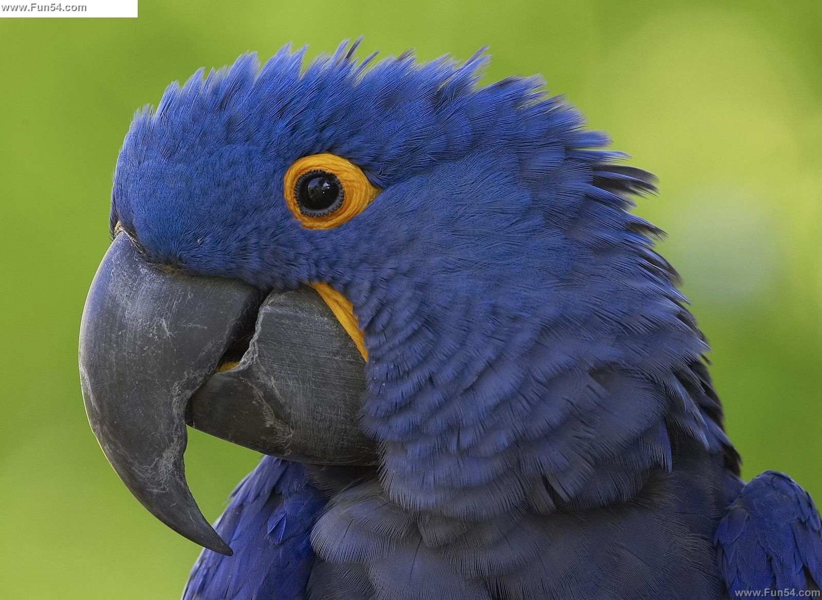 Funny Blue Parrot Desktop Wallpaper Animal