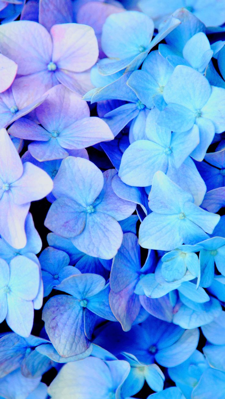 Aesthetic Blue Wallpaper For iPhone To