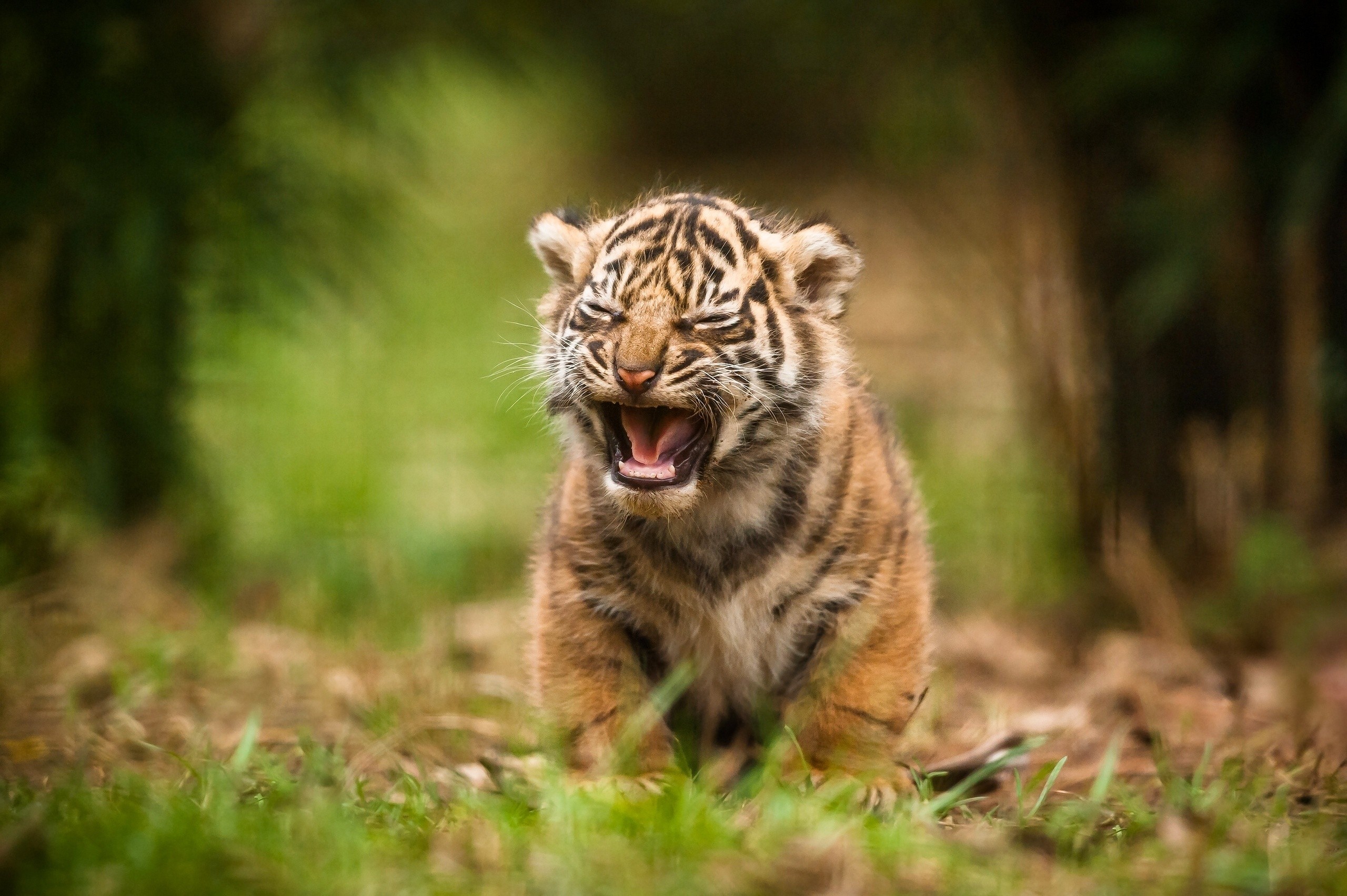 Cute Cub HD Animals 4k Wallpaper Image Photos And