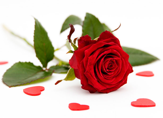 Tags Red Rose Wallpaper Single Photos Greetings Love