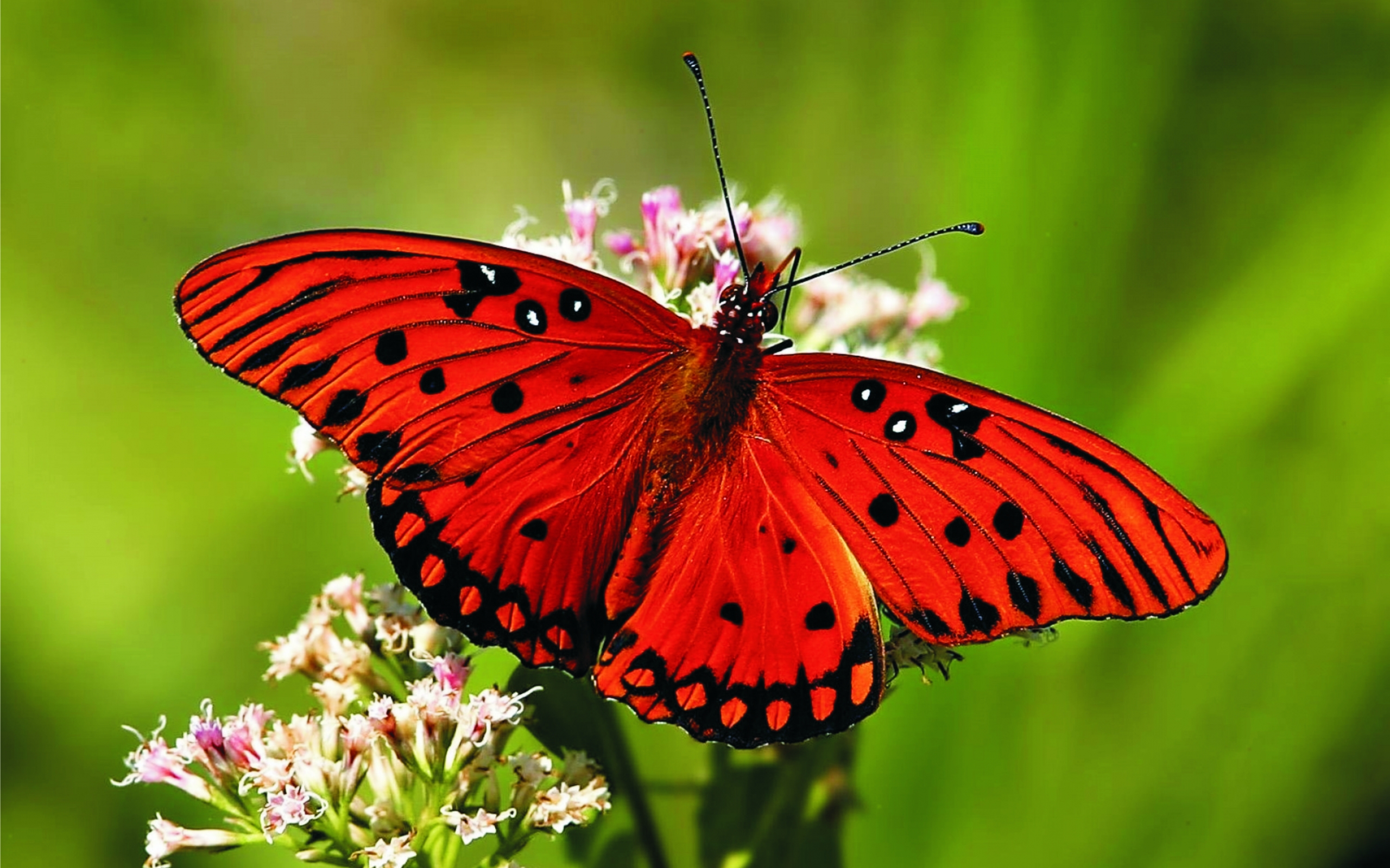 Awesome Red Butterfly Wallpaper High Definitio