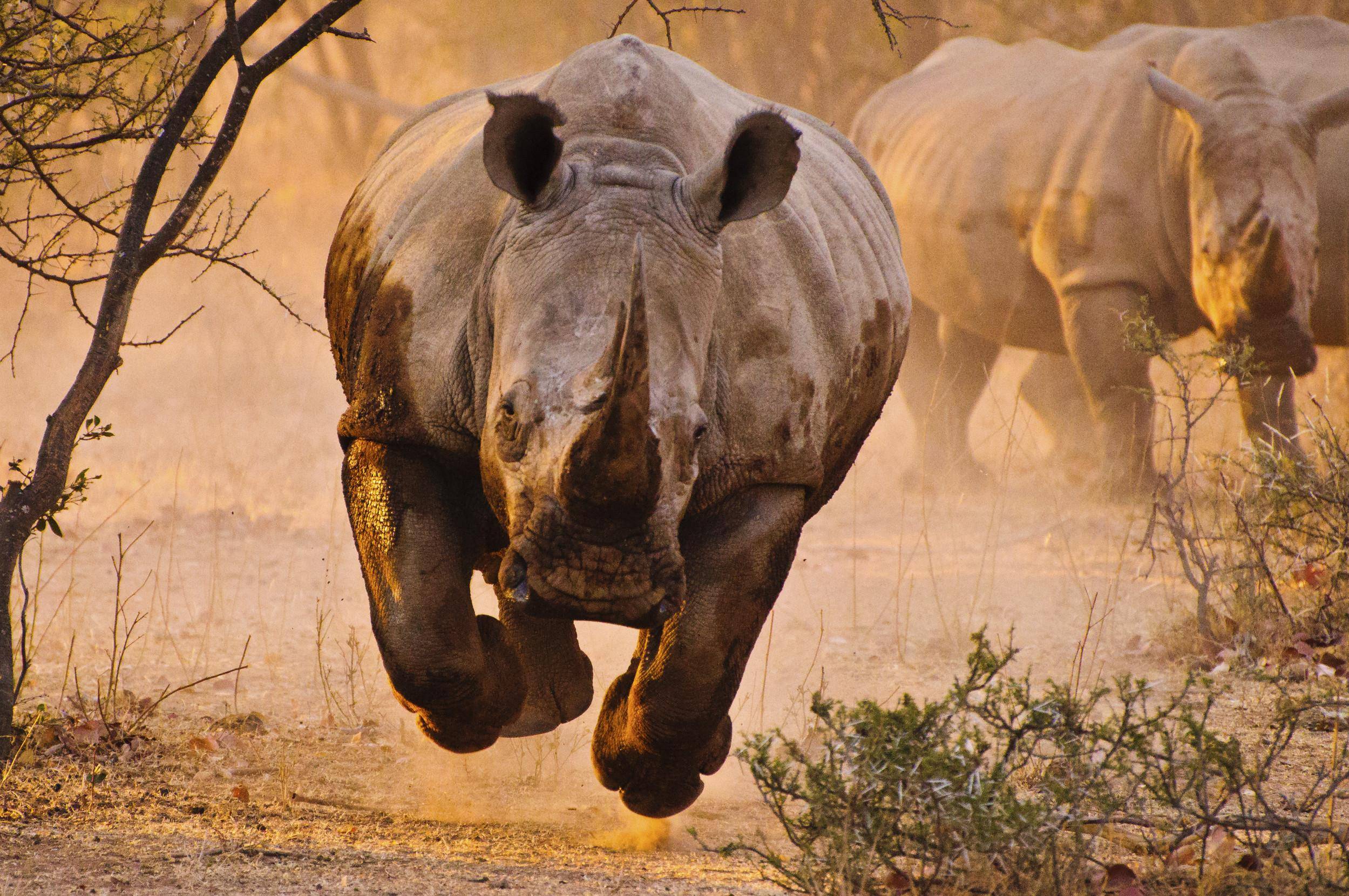 Rhino HD Wallpaper Background Image