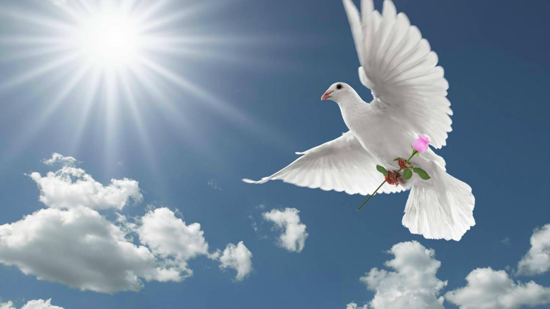 Free download Dove Wallpapers HD [1920x1080] for your Desktop, Mobile &  Tablet | Explore 72+ Dove Wallpaper | White Dove Wallpaper, Lonesome Dove  Wallpaper, Songbird Dove Wallpaper