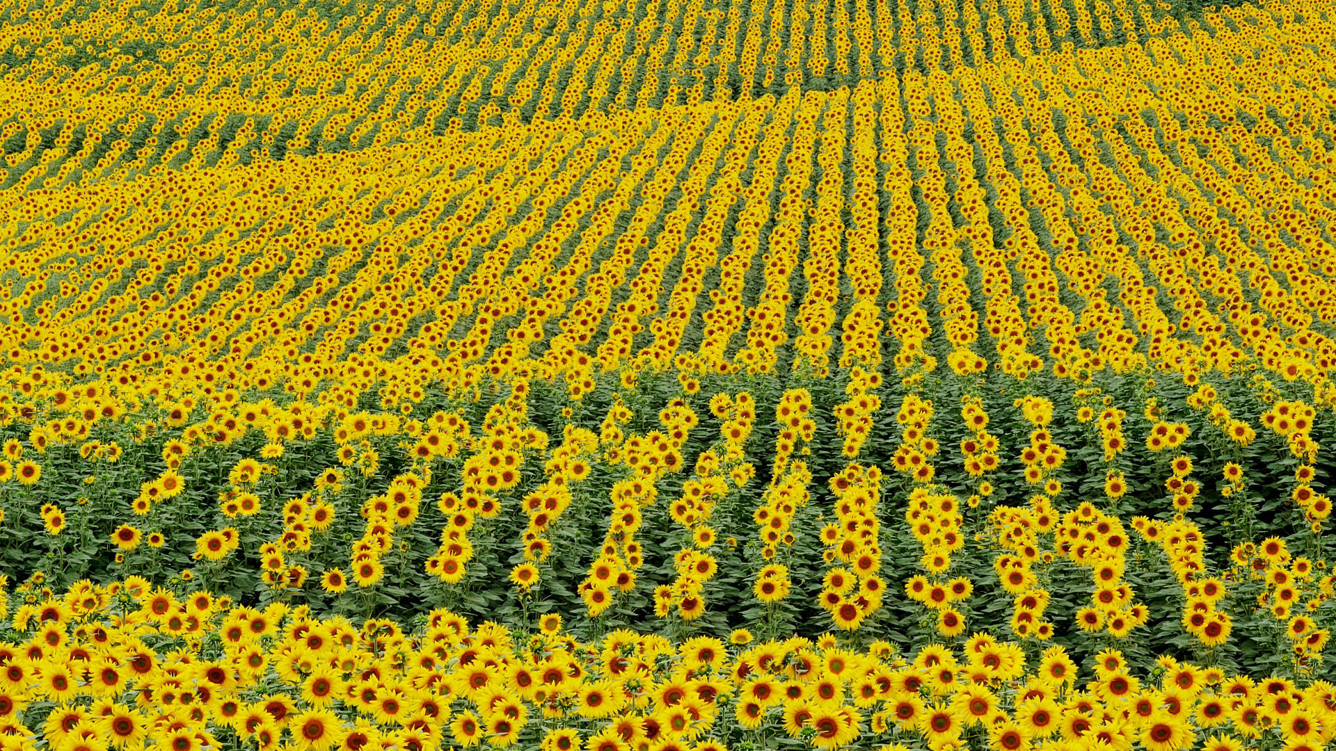 Sunflower Field Desktop Pc And Mac Wallpaper