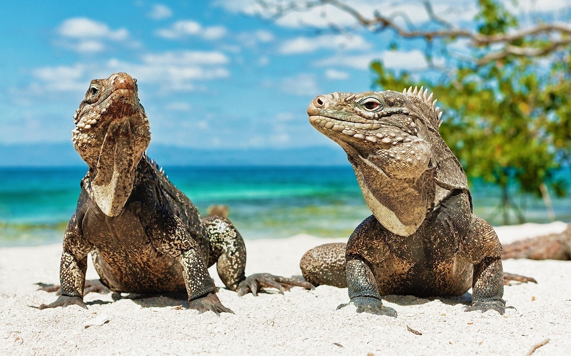 Animals Beach Lizards Reptile Wallpaper HD Desktop