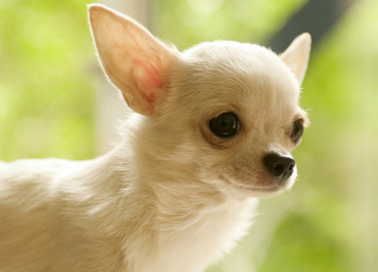 Chihuahua Photos And Wallpaper The Beautiful
