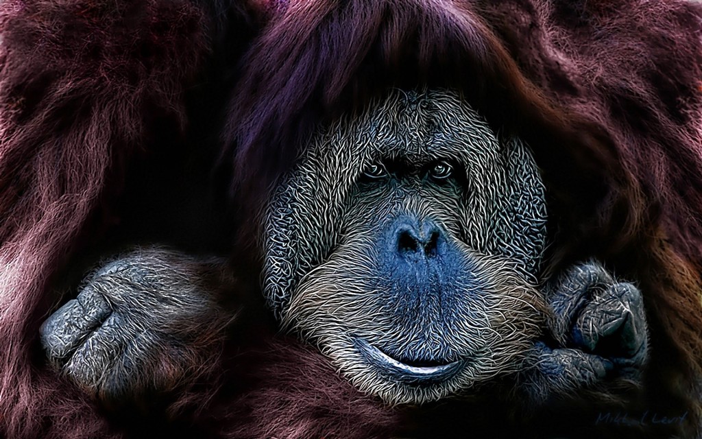 Orangut N Wallpaper Animales