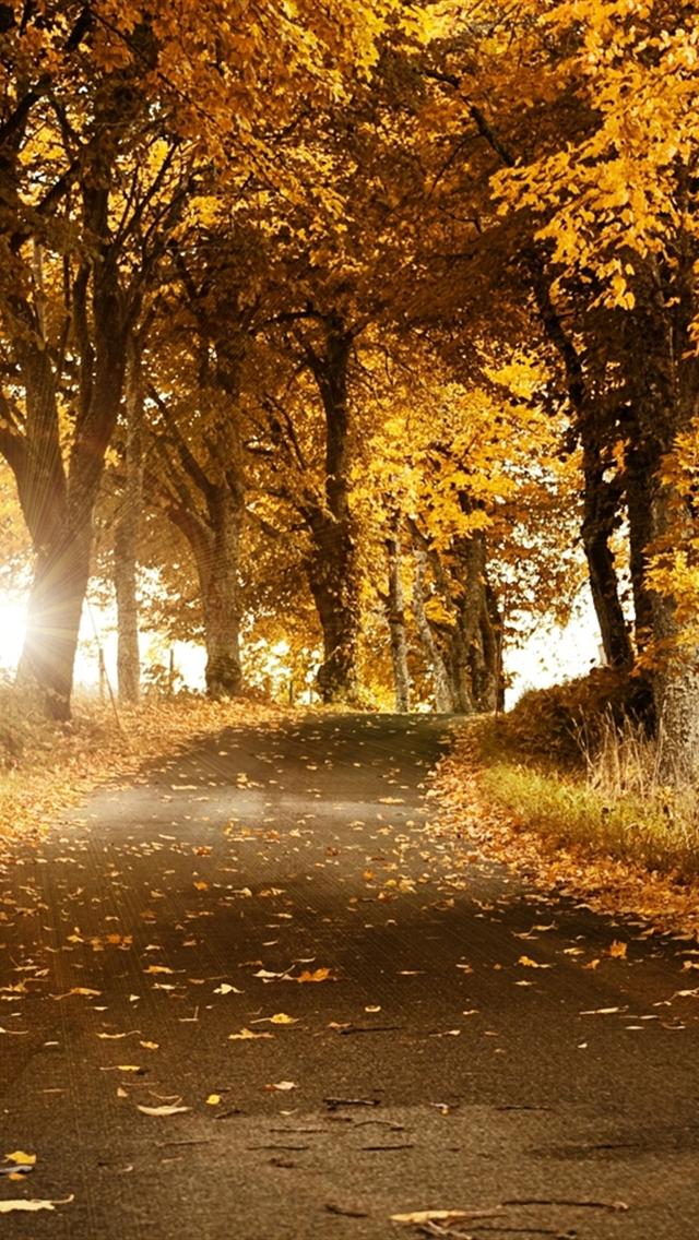 iPhone Wallpaper HD Autumn Tree Road