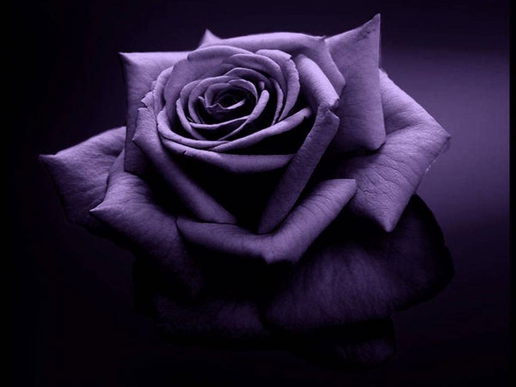 A close-up photograph of a deep purple rose, showcasing its velvety petals and intricate folds. The dark background emphasizes the richness of the rose's color