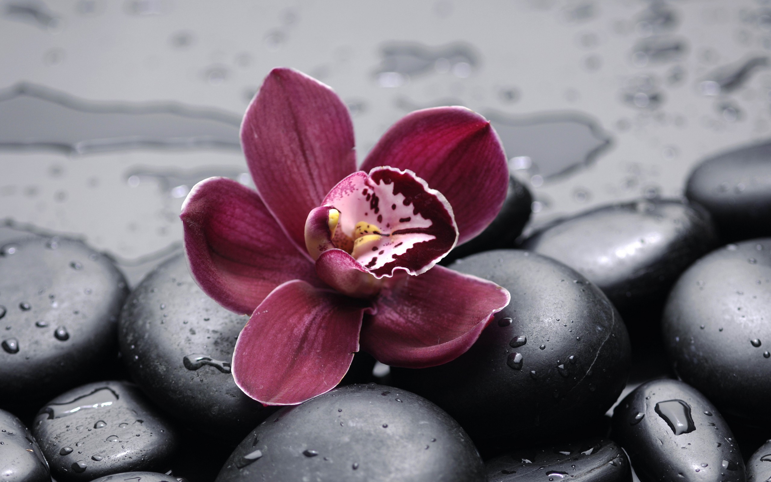 Serene Orchid Nature HD Wallpaper