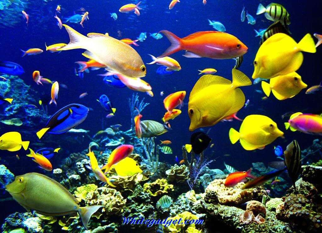 Tropical Fish Wallpaper Image Jpg