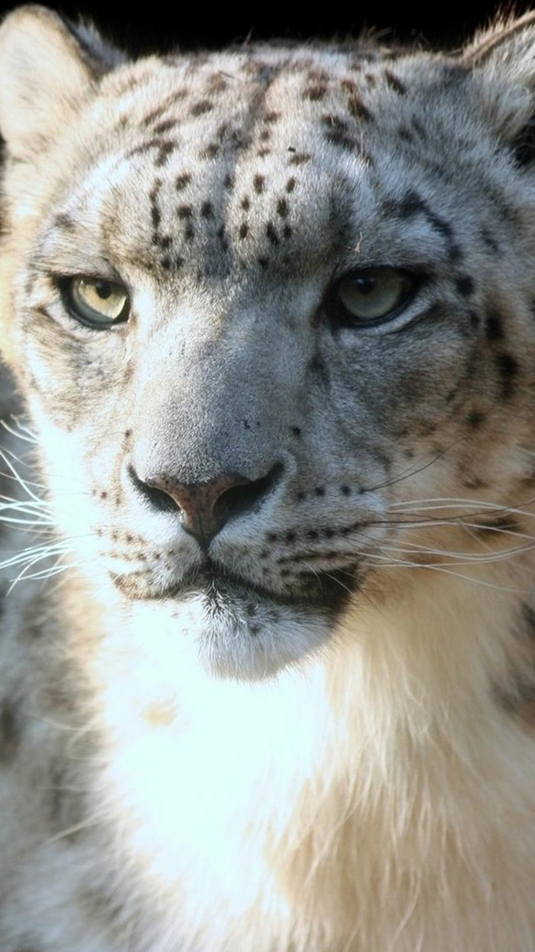 Animal iPhone Wallpaper