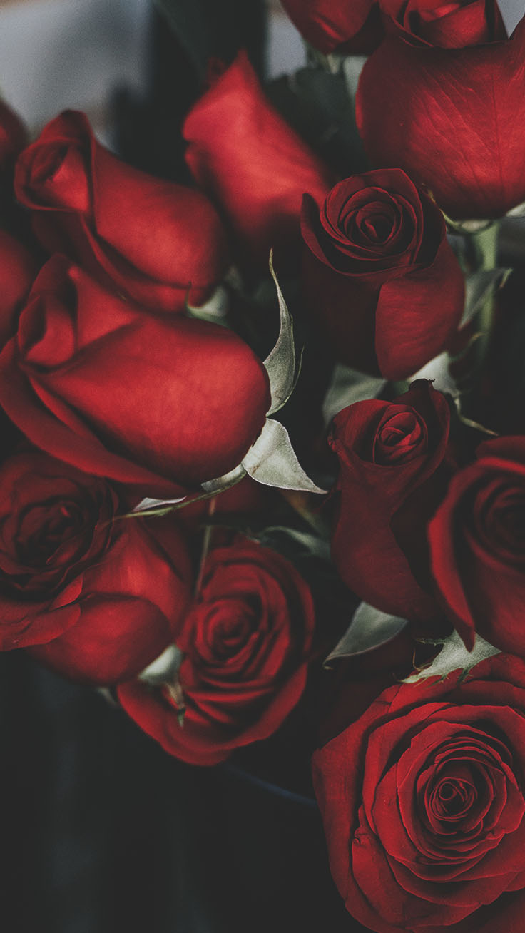Floral Roses iPhone Wallpaper By Preppy Red Rose