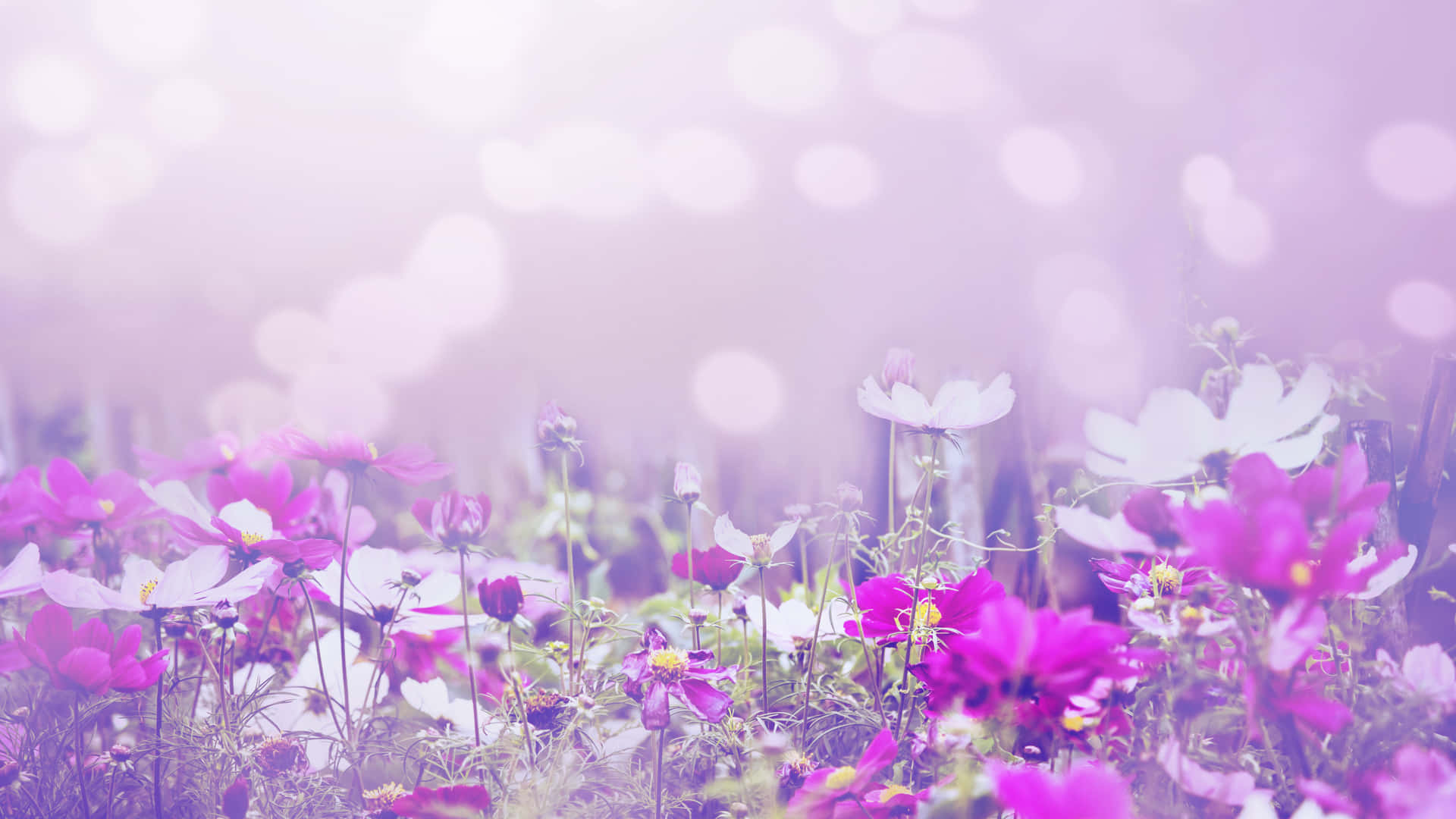 Nature Flower Wallpaper
