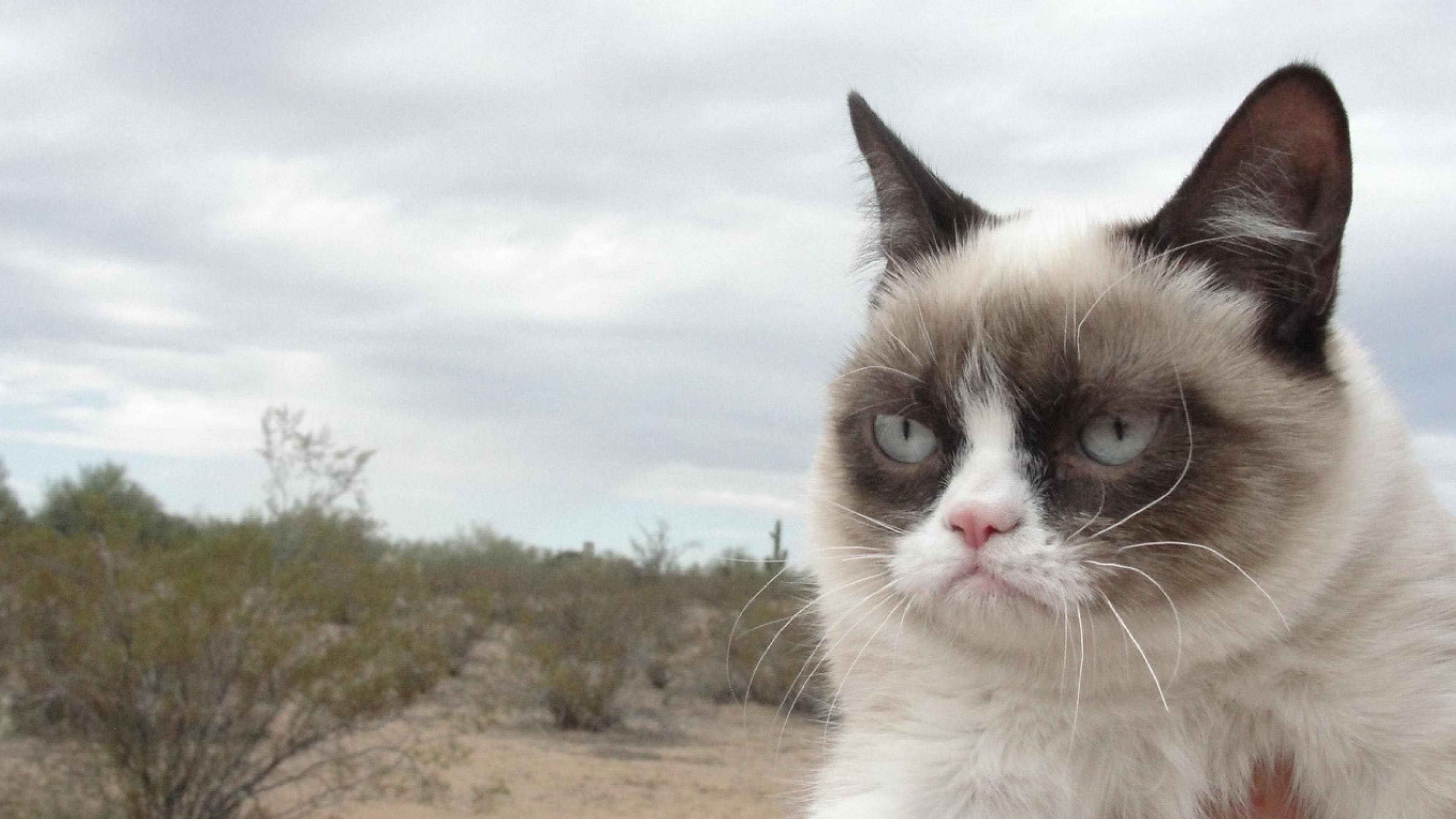 Fotos Grumpy Cat In High Resolution For