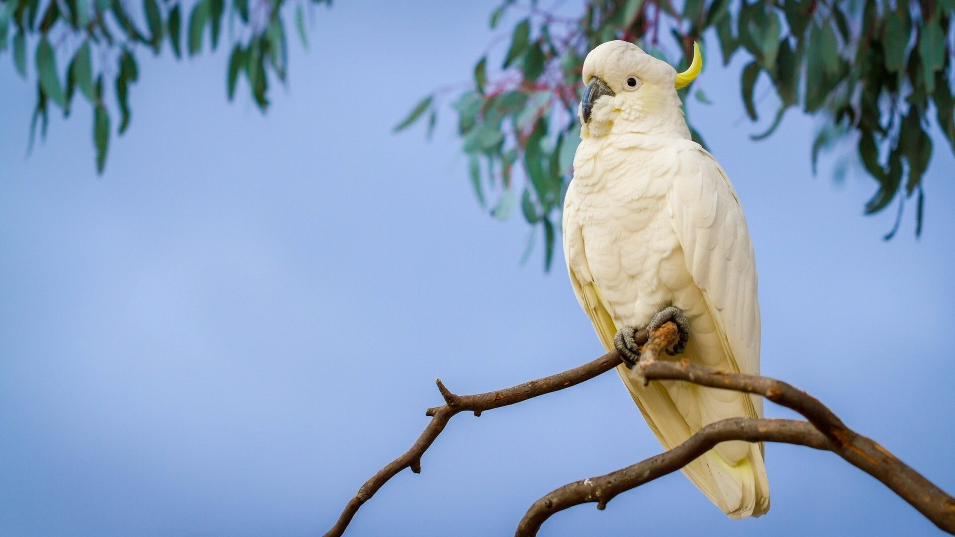 Sulphur Crested Cockatoo HD Wallpaper Background Image