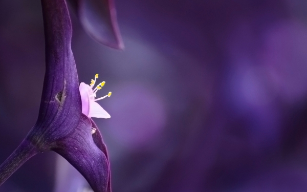 HD Violet Wallpaper Flowers Desktop