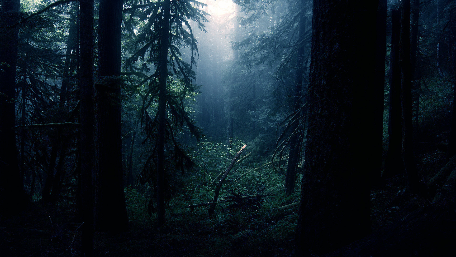 Dark Woods Wallpaper HD