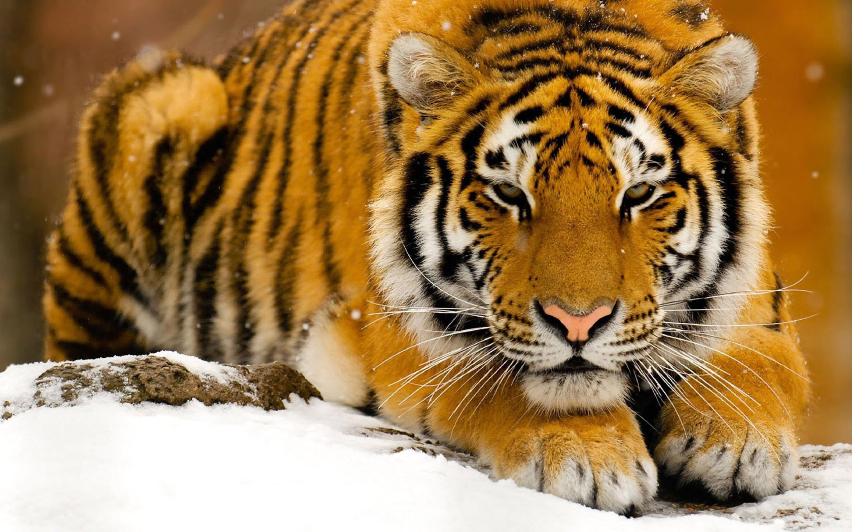 Tiger On Snow Desktop Wallpaper