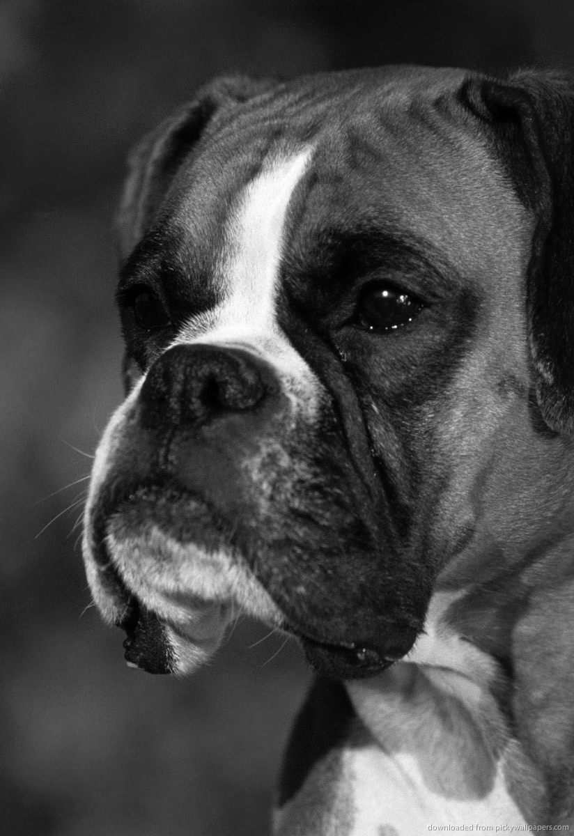 Boxer Dog Puppies