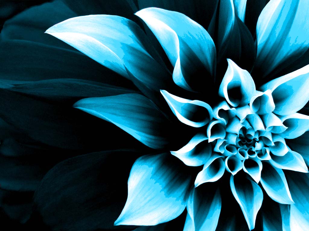 Background That Change Color Over Time Flower Wallpaper
