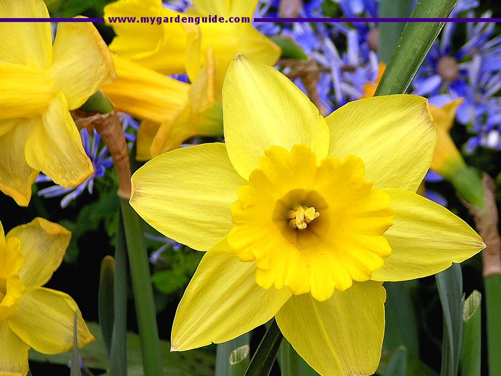 Spring screensaver for Windows Download our Spring screensaver and