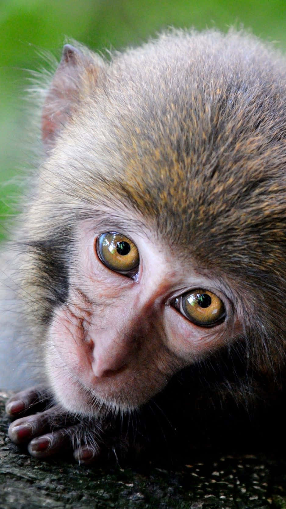 Monkey iPhone Wallpaper