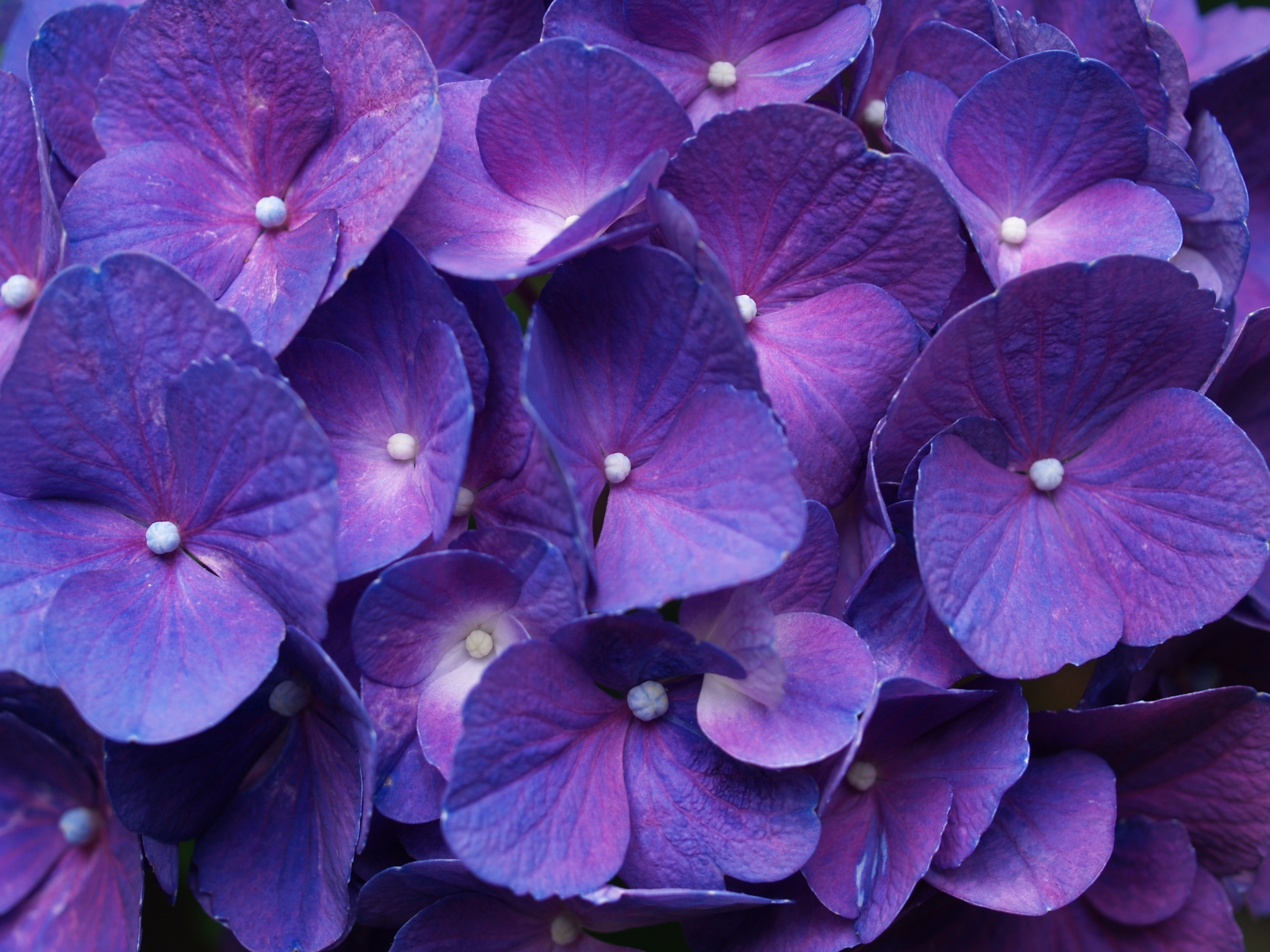 Purple Desktop Background