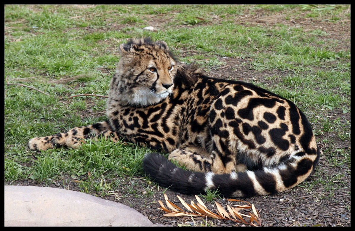 Cheetahs Cheetah Photo