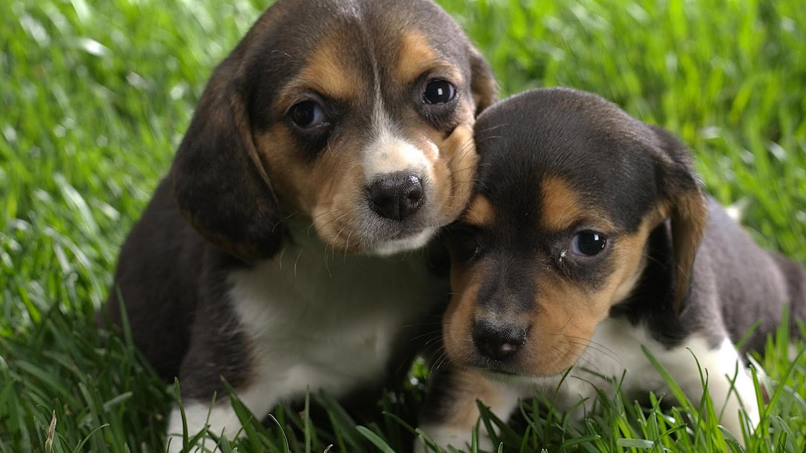 Cute Beagle Puppies Top Dog Directory