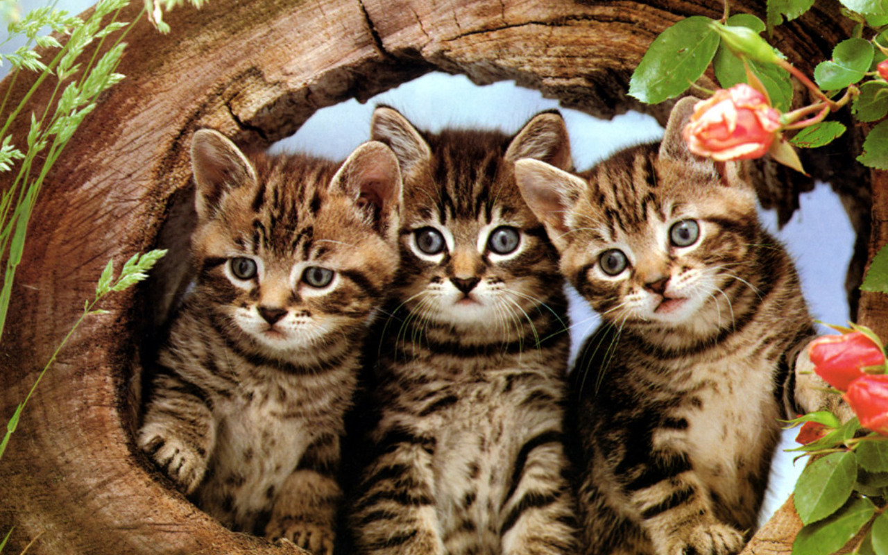 Kittens Screensavers Wallpaper - WallpaperSafari