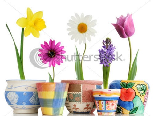 download easter flowers enjoy easter flowers and pictures for your
