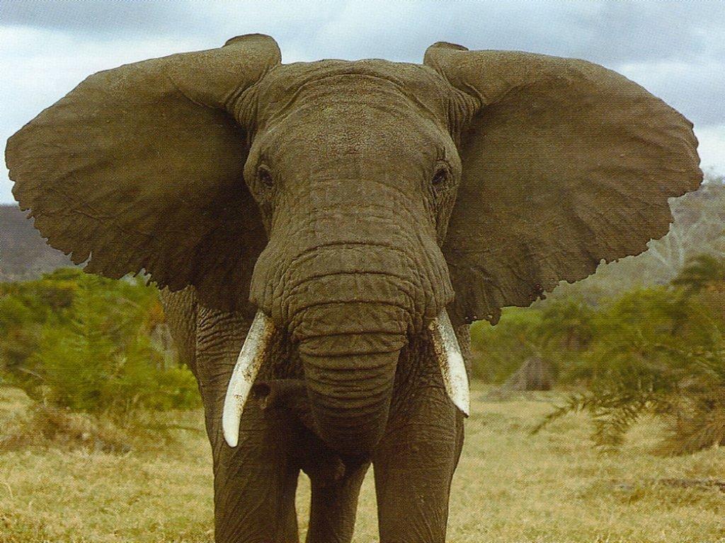 Earth S Largest Land Animal Elephant Pictures A Male African