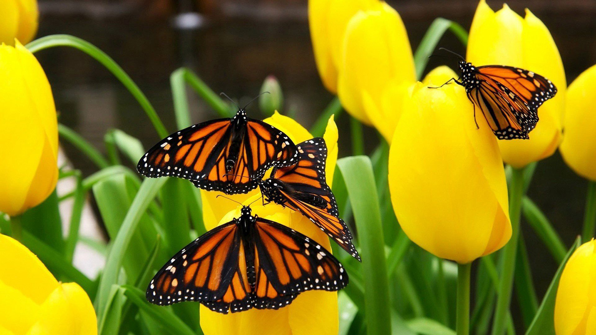 Butterfly Photography Wallpaper