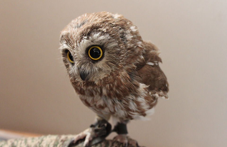 Cute Baby Owls
